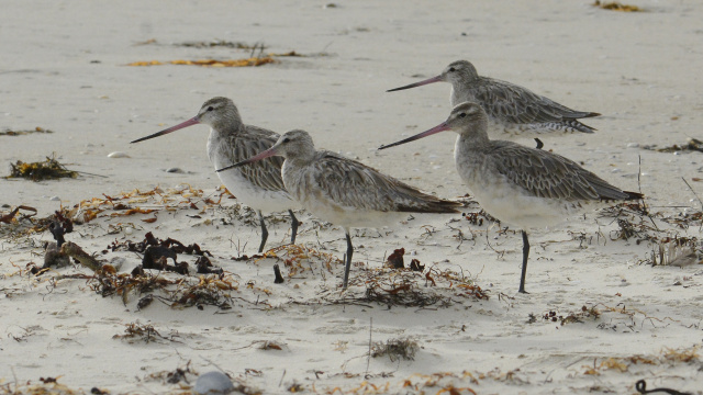 Bar tailed Godwit 52202
