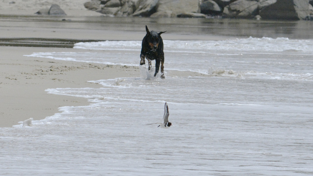 Dog Hooded Plover 22530