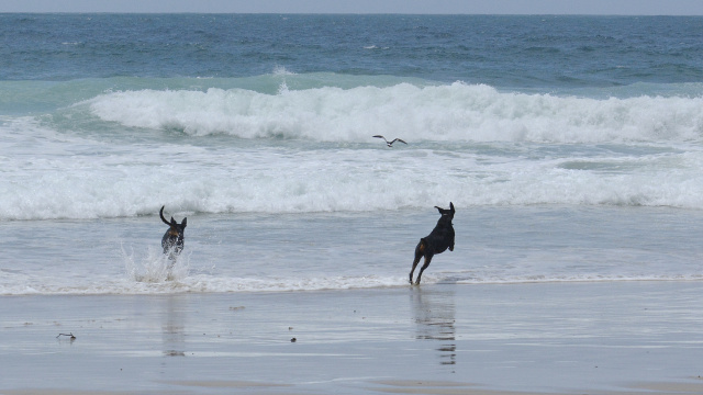 Dogs Pied Oystercatcher 22500