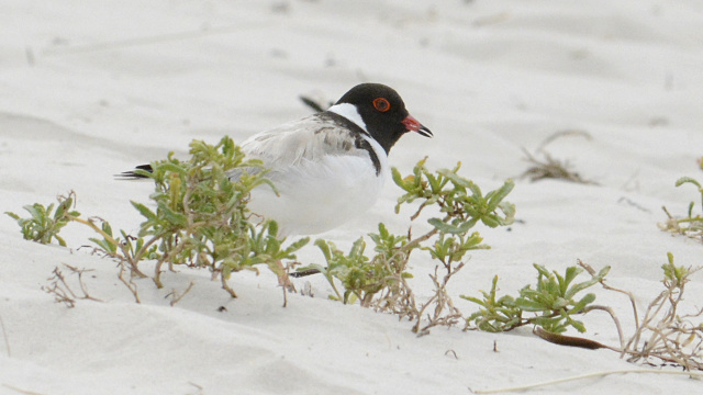 Hooded Plover 07080
