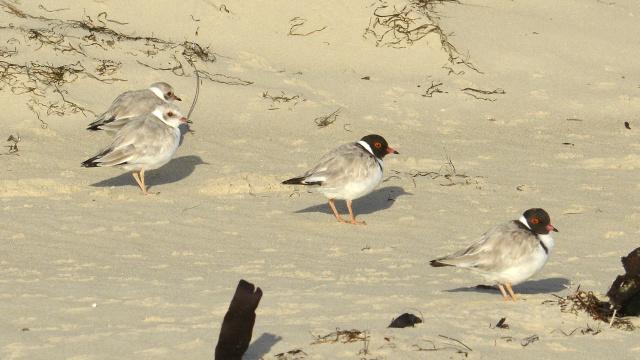Hooded Plover 27585