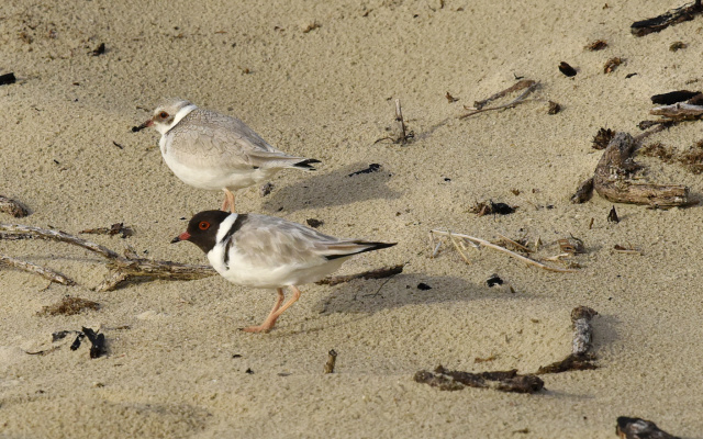 Hooded Plover 30223