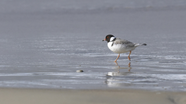 Hooded Plover 43262