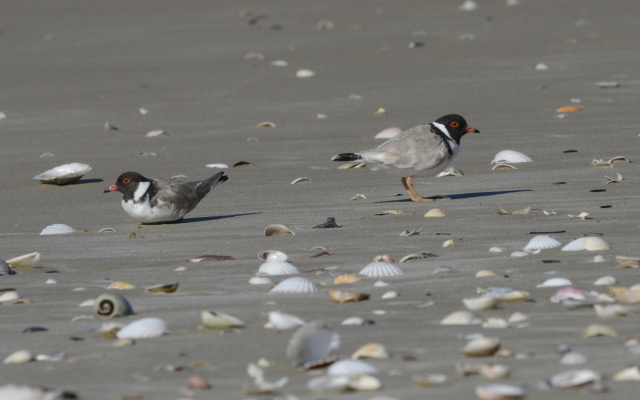 Hooded Plover 59799