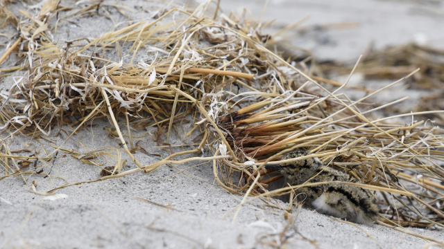Pied Oystercatcher 00288