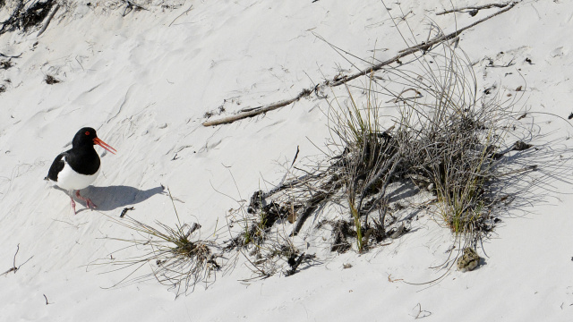 Pied Oystercatcher 06045