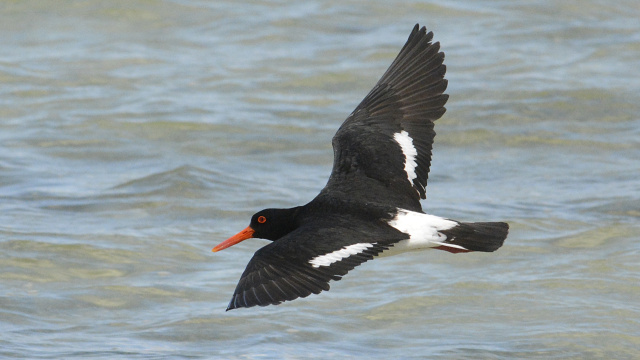 Pied Oystercatcher 06101