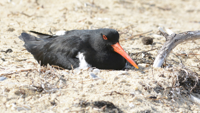 Pied Oystercatcher 11895