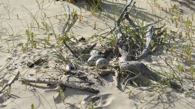 Pied Oystercatcher 21770