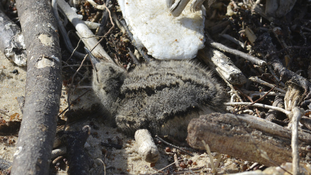 Pied Oystercatcher 21815