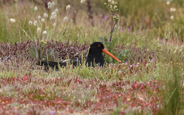 Pied Oystercatcher 35435