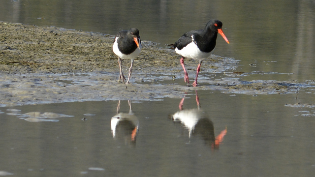 Pied Oystercatcher 42618