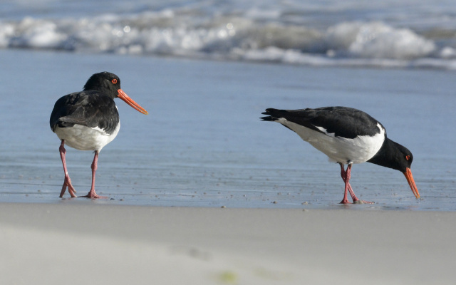 Pied Oystercatcher 66830