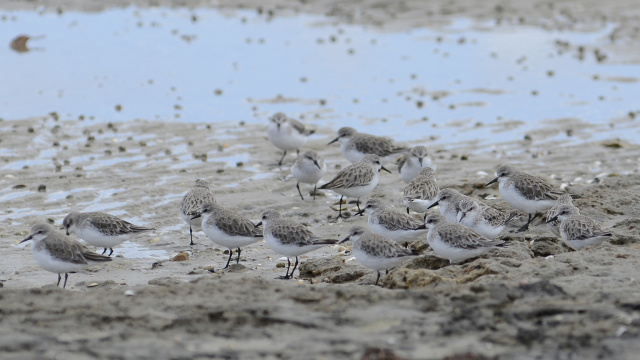 Red necked Stint 18397