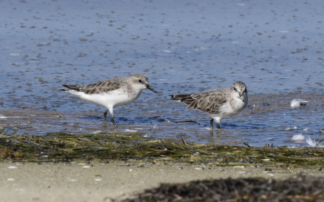 Red necked Stint 29839