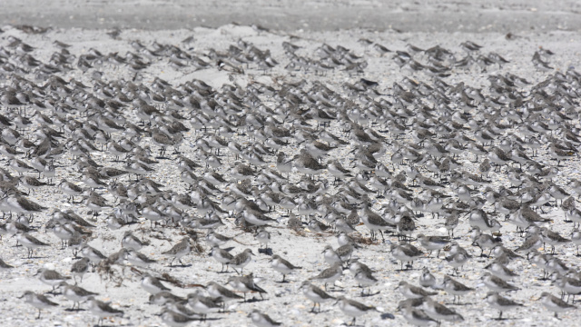 Red necked Stint 49959
