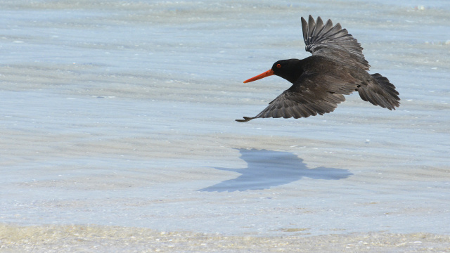 Sooty Oystercatcher 05685