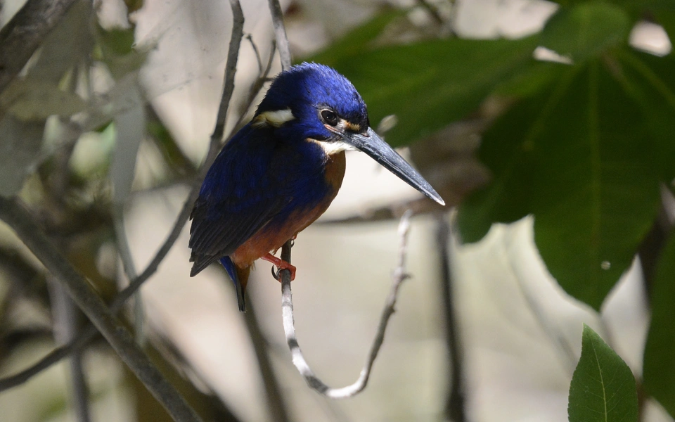 Azure Kingfisher 56676
