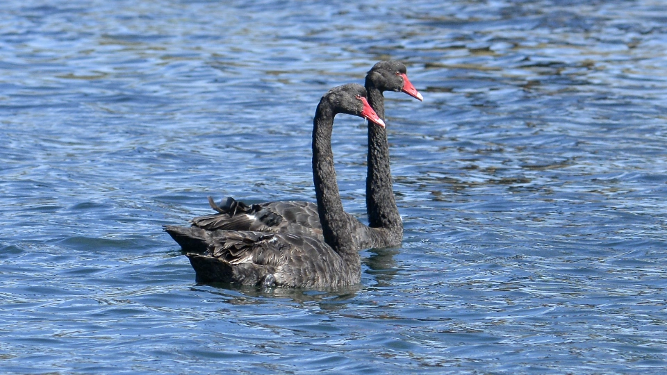 Black Swan 42244