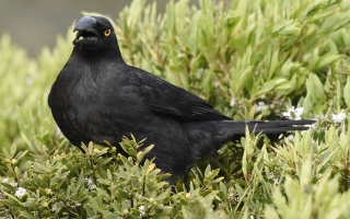 Black Currawong 32954
