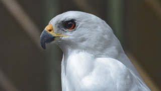 Grey Goshawk 07673