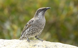 Little Wattlebird 65627