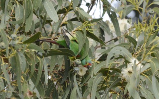 Swift Parrot 66480