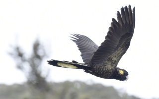 Yellow tailed Black cockatoo 34362