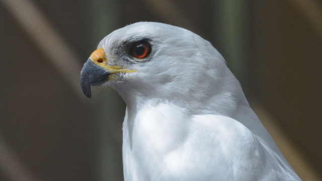 Grey Goshawk 07673