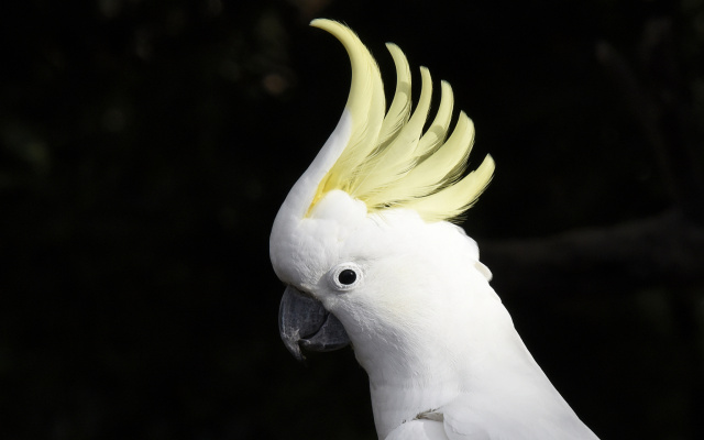 Sulphur crested Cockatoo 31692