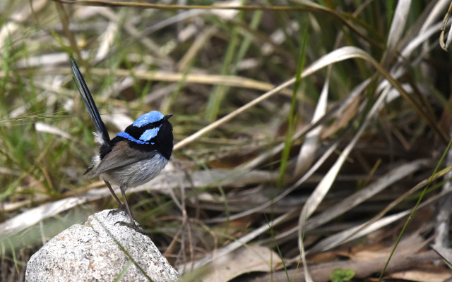 Superb Fairy Wren 35106