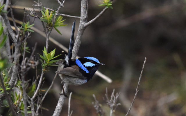 Superb Fairy Wren 35116