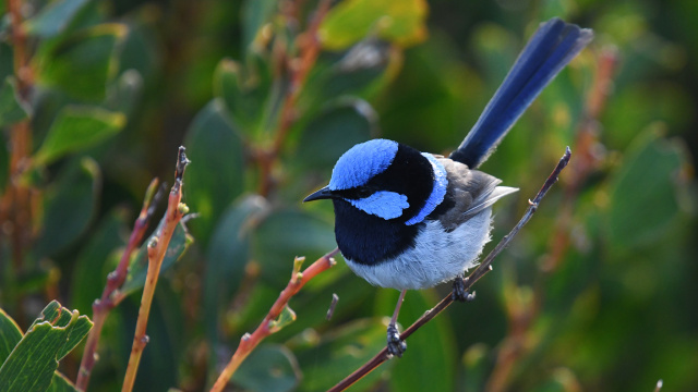 Superb Fairy wren 02774