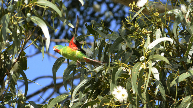 Swift Parrot 11206