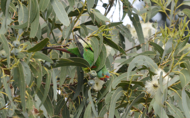 Swift Parrot 66480