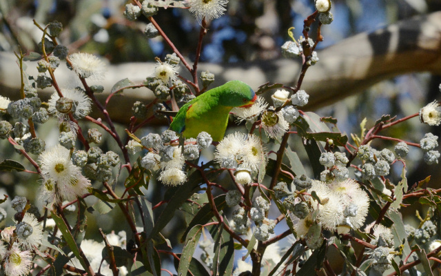 Swift Parrot 66533