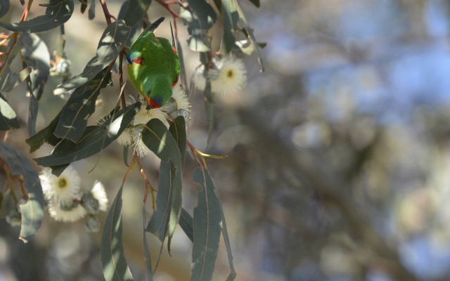 Swift Parrot 66554