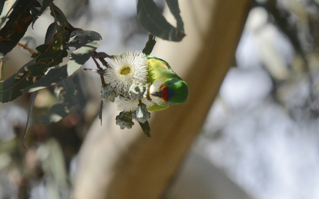Swift Parrot 66576