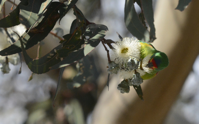 Swift Parrot 66578