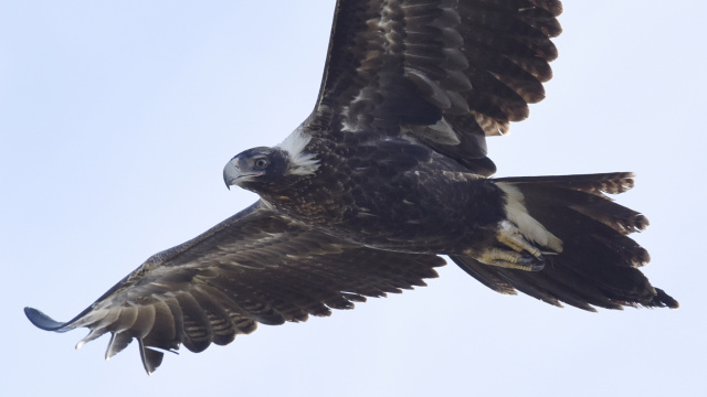 Wedge tailed Eagle 46270
