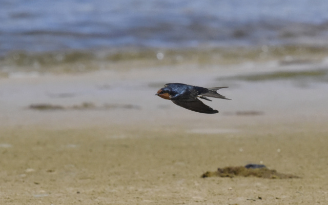 Welcome Swallow 35094