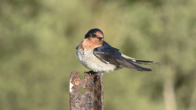 Welcome Swallow 48381