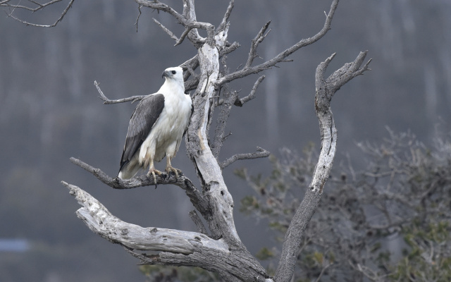 White bellied Sea eagle 01044