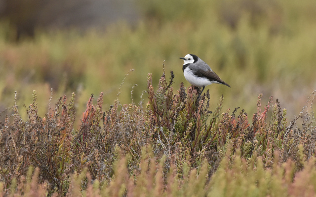 White fronted Chat 35614