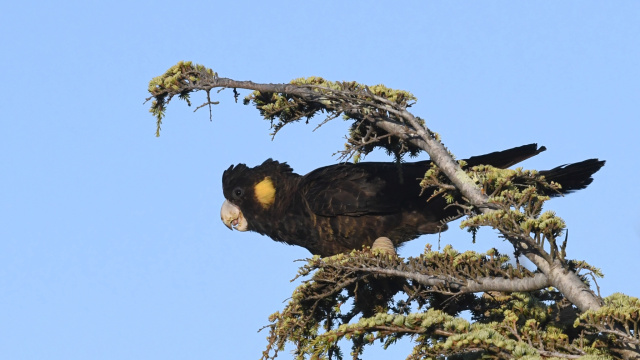 Yellow tailed Black Cockatoo 08510
