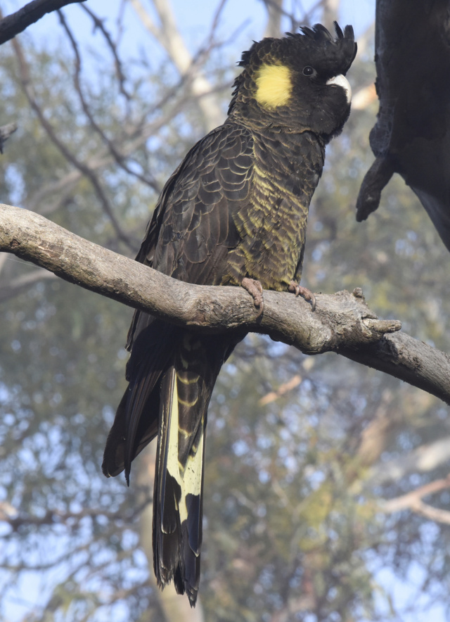 Yellow tailed Black Cockatoo 45594