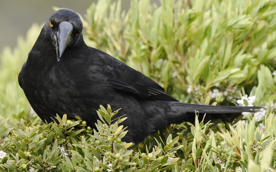 Black Currawong 32955