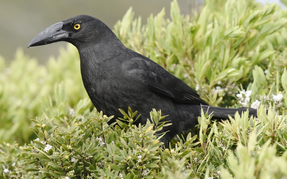 Black Currawong 32968