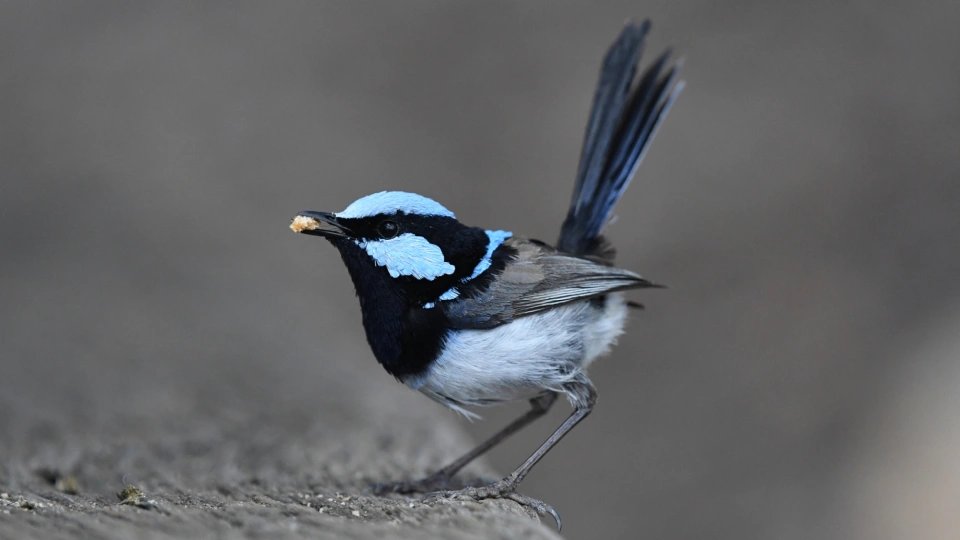 Superb Fairy wren 05299