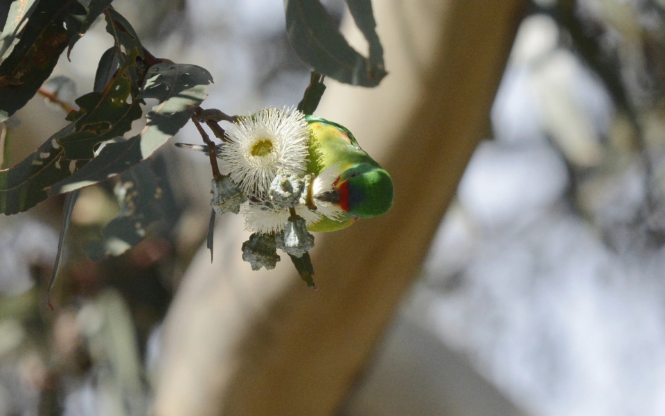 Swift Parrot 66576